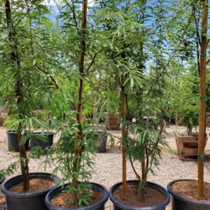 Mesquite Chilean Tree 15 gallon (Installation Included)