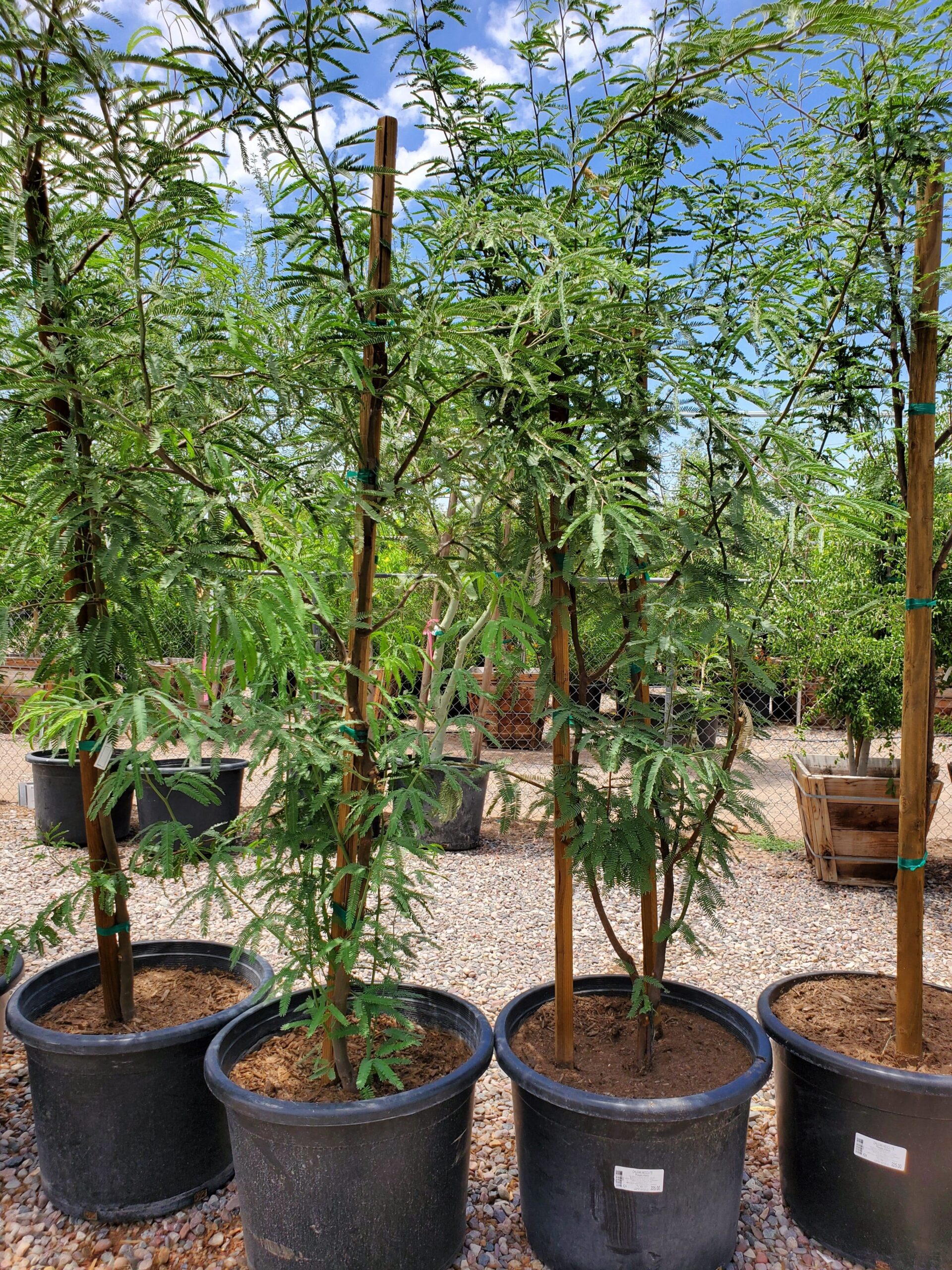 Mesquite Chilean Tree 15 gallon (Installation Included)