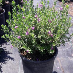 Texas Ranger leucophyllum 5 gallon (Planting Included)