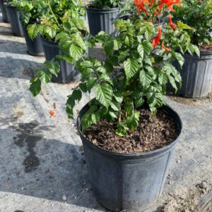 Honeysuckle 5 gallon (Planting Incuded)