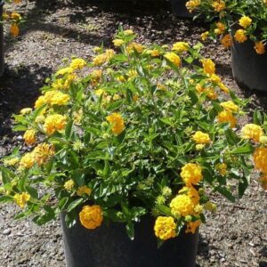 Small plants planting