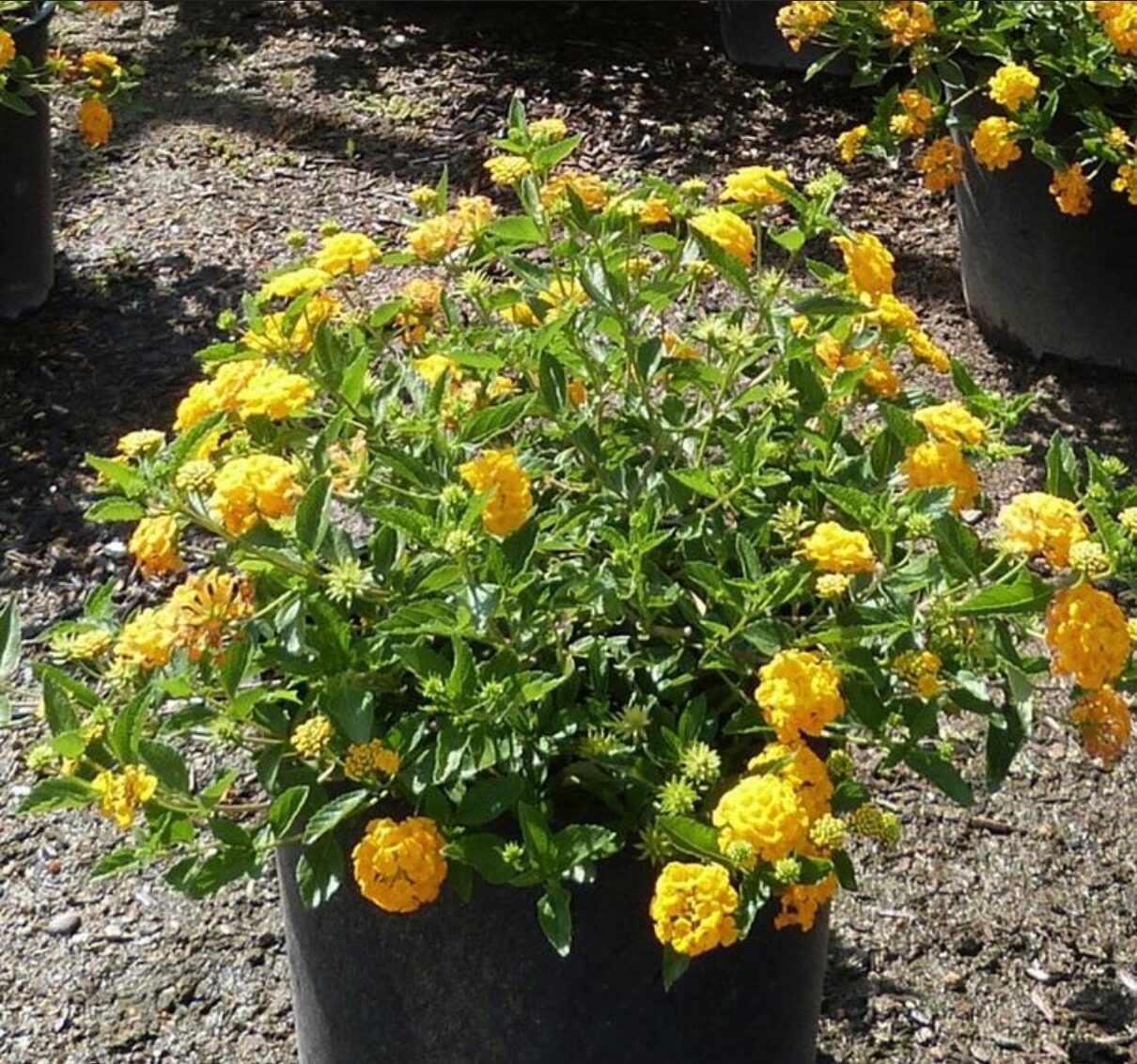 Lantanas any color 5 gallon (Installation included)