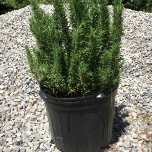 Rosemary (any type) -5 gallon (Planting Included)
