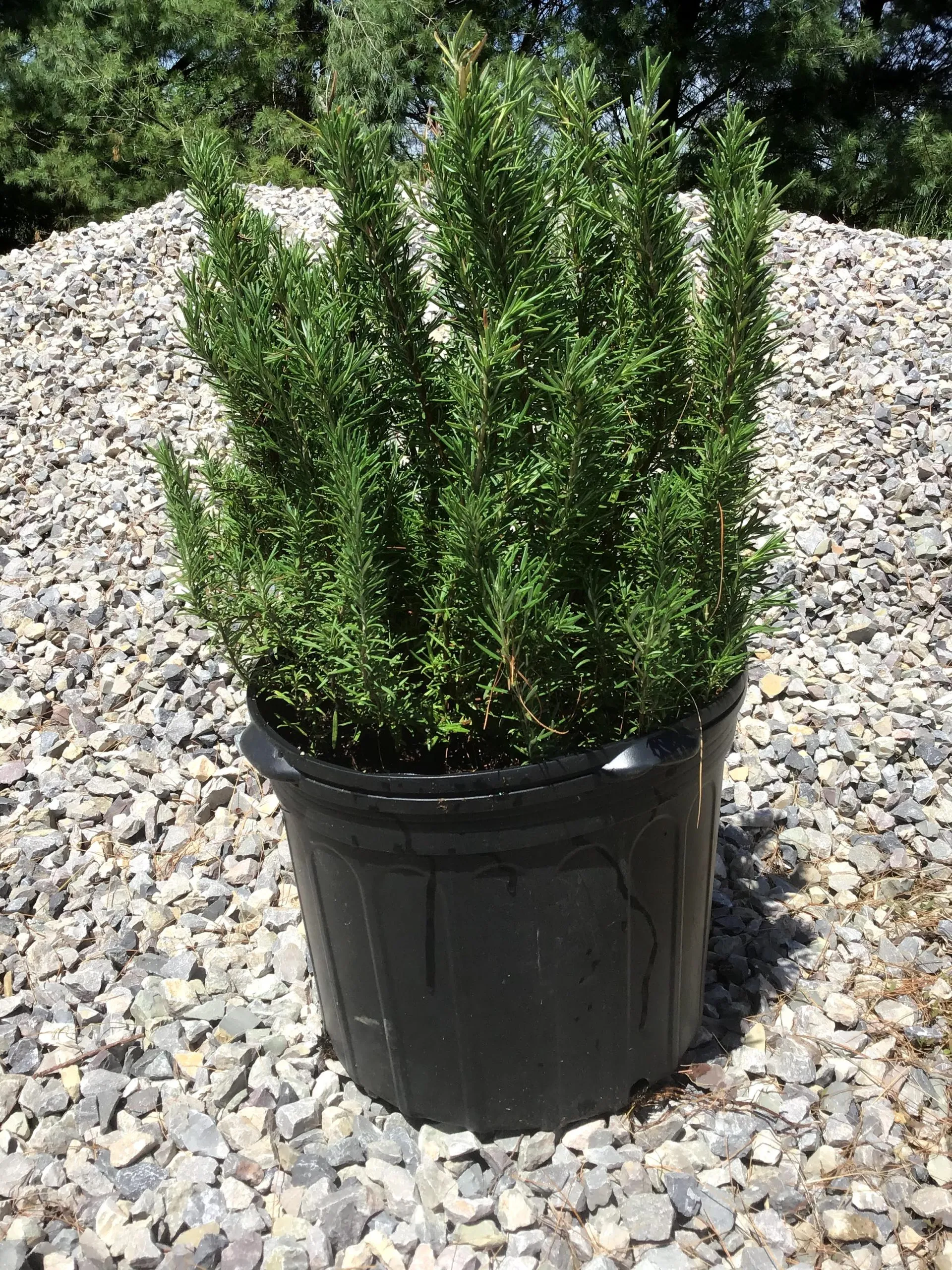 Rosemary (any type) -5 gallon (Planting Included)