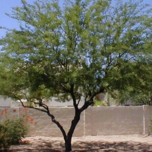 Trees and planting included