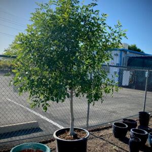 Arizona Ash Tree 15 Gallon (Installation Included)