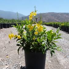 Orange/yellow bell 5 gallon (Planting Included)