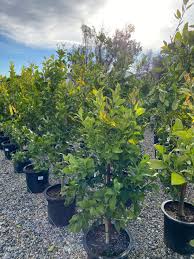 Citrus tree 15 gallon