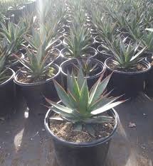 Agaves 5 Gallon (Planting Included)